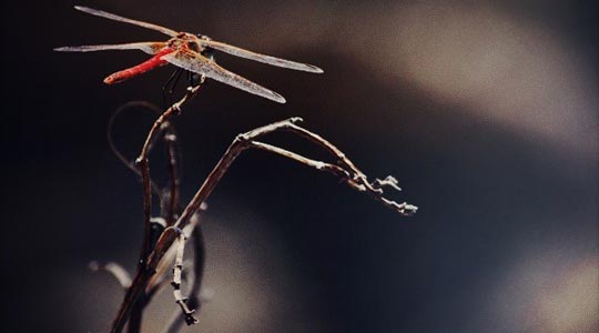  OLGA COLA [Madrid] _ imperecedero anhelo 