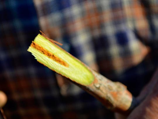  ANGELA LLOP [Torrelles de Foix-Barcelona] _ injerto 