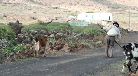  TENESOR  SOSA [Agaete-Las Palmas] _ jornada de trabajo 