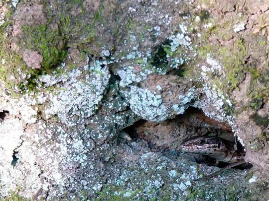  AITOR BRONTXE [Ondarroa-Vizcaya] _ juantxo 