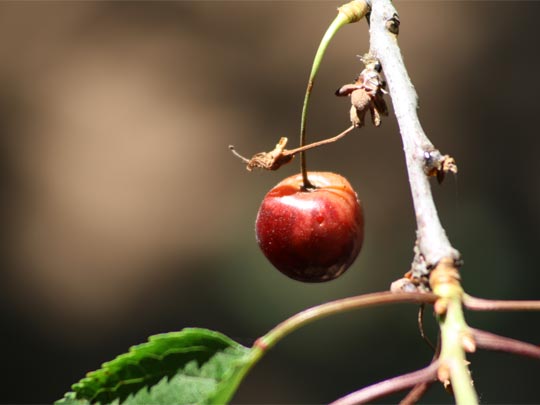  CLAUDIA HERNÁNDEZ [Igualada-Barcelona] _ la elegida 