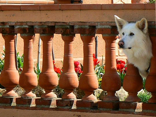 CARME ROURA [St Joan de Vilatorrada-Barcelona] _ la espera 