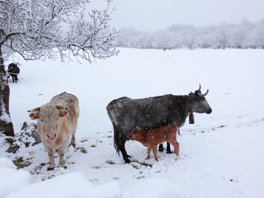  RAUL MARTIN [Cercedilla-Madrid] _ la familia unida 