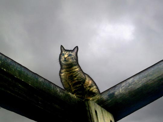  BRIAN BUFON [Torrelavega-Cantabria] _ la gatina tina 