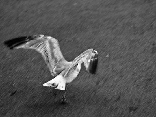  DANIEL GOMEZ [Alcorcón-Madrid] _ la gaviota levanta el vuelo... ¡pero va como loca! 