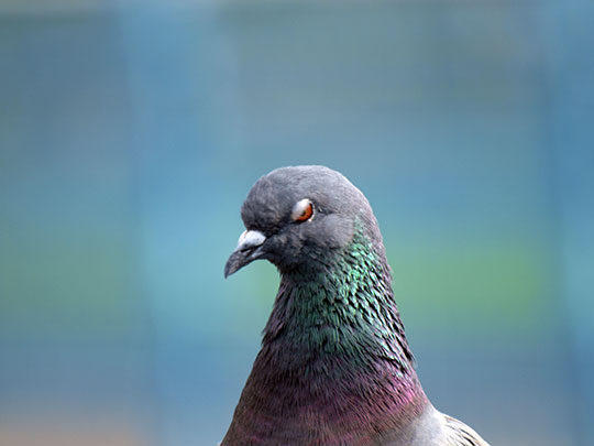 FERNANDO LÓPEZ [Gavà-Barcelona] _ la orgullosa 