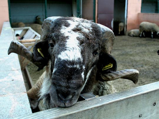 ANGEL HERNANDEZ [Sabadell-Barcelona] _ la puta 