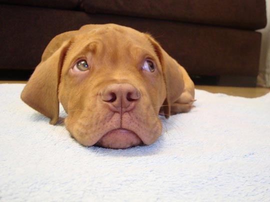  CLARA MARÍN [Zaragoza] _ la resignación de bruno 