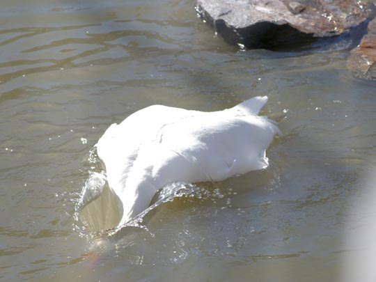  DANY BARELLO [Los Alcázares-Murcia] _ la zambullida de la vergüenza 