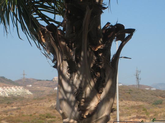  YANIRA VALLEJO [Madrid] _ las caras de pálmez 