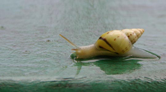  DANY BARELLO [Los Alcázares-Murcia] _ lentitud 