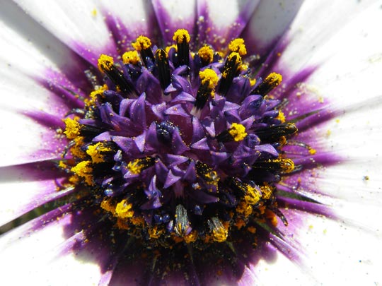  CATI HERNÁNDEZ [Salt -Girona] _ lista para polinizar 