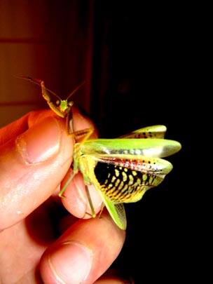  ALBERT RODA [Betera-Valencia] _ lolailo 