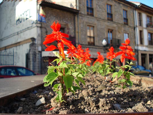  ARIANA SANTAMARIA [Villaviciosa-Asturias] _ los dichosos brotes verdes 