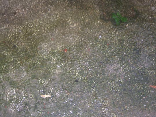  Mª ÁNGELES TRINIDAD [Algeciras-Cádiz] _ los gatos lo sabrán 