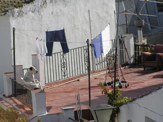  DAIANA LEGUIZA [Benalmádena-Málaga] _ los perros al sol 