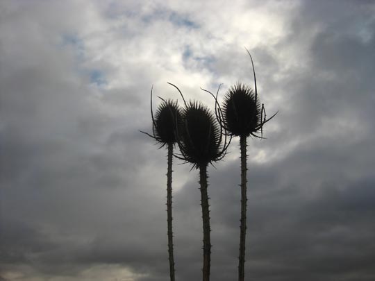  MIKEL CABRERIZO [Pamplona-Navarra] _ los tres reyes magos de oriente 