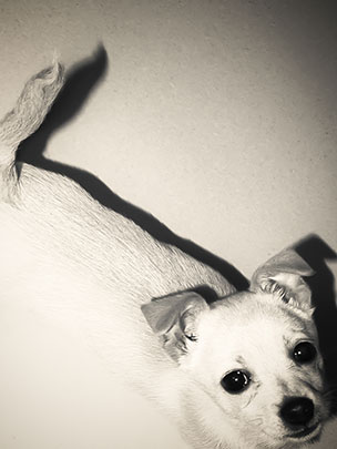  ENCARNACIÓN ALVAREZ [Bilbao] _ lúa faragullas 