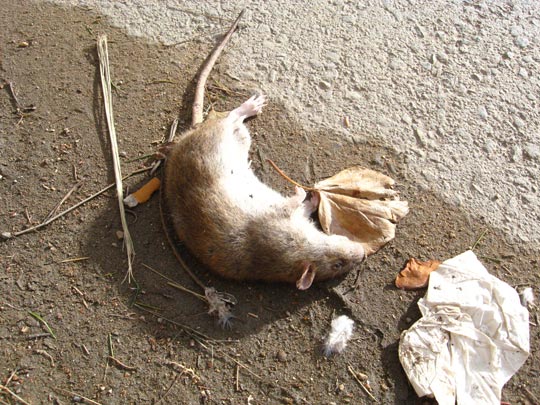  ABEL TORT [Piera-Barcelona] _ mala vida 