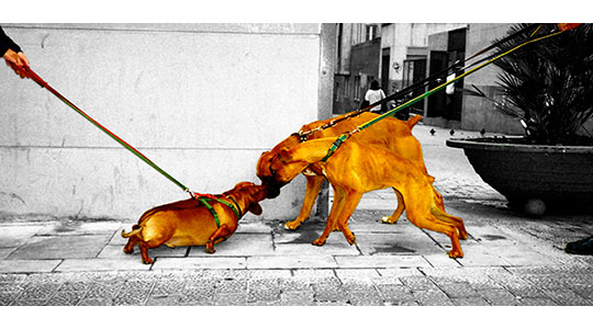  XAVI BALLESTER [Barcelona] _ malditas correas... 