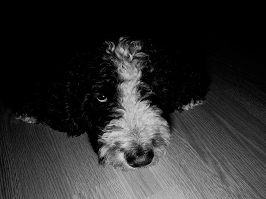  OSCAR HARO [Barcelona] _ malone al acecho 