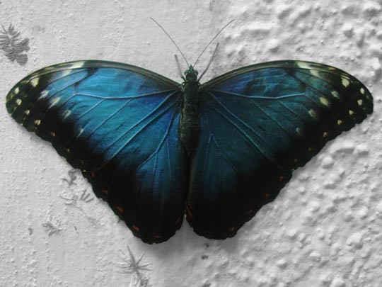  RAQUEL DÍAZ [Jerez de la Frontera-Cádiz] _ mar isopla 