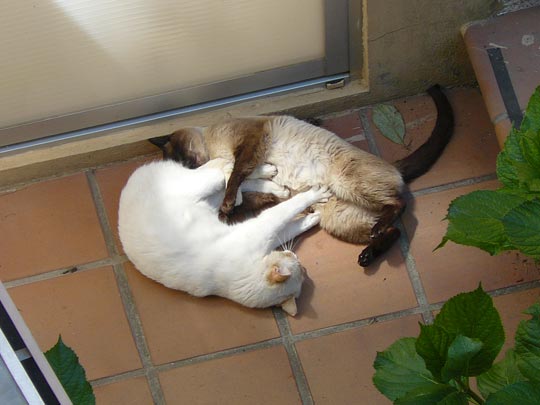  EVA RODRÍGUEZ [Moaña-Pontevedra] _ masaje gatuno 