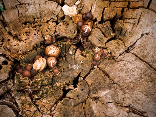  SUSANA ESCUDERO [Valencia] _ me han salido hongos 