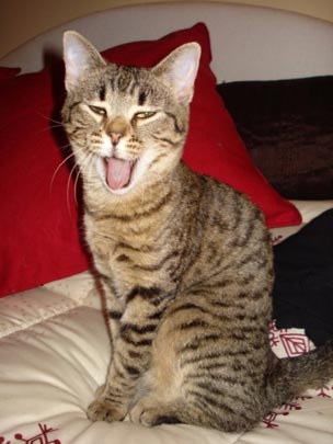  VANESSA PEDRET [Sitges-Barcelona] _ me voy a dormir 