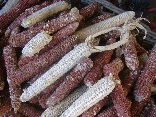  ROCIO OTERO [Redondela-Pontevedra] _ mestizaje 