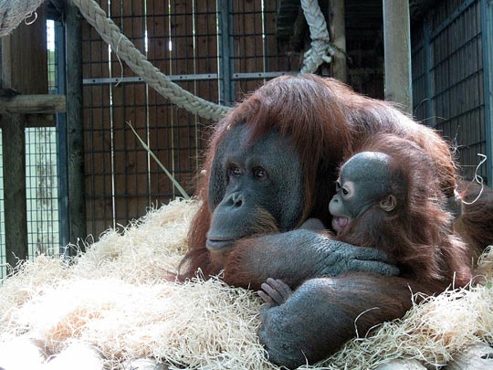  NEKANE VITORIA [Vitoria-Gasteiz-Álava] _ mi mamá me mima 