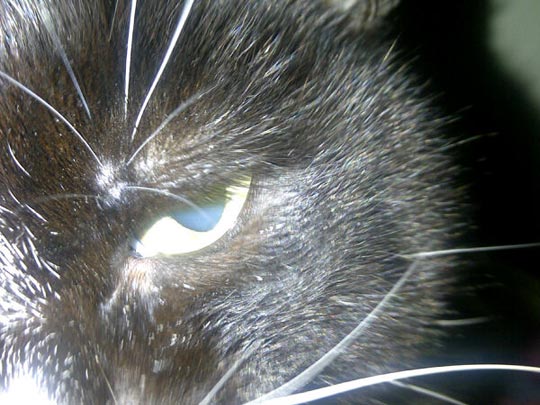  XAVIER URRIOS [L'Hospitalet de Llobregat-Barcelona] _ miau 