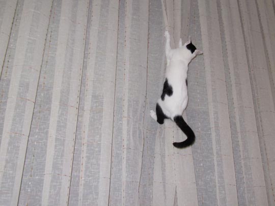  ALBERTO ORTIZ [Laredo-Cantabria] _ micifuz 