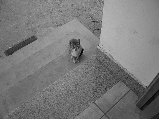  SONIA MARTIN [Madrid] _ minino gallego 