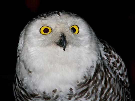  DANY BARELLO [Los Alcázares-Murcia] _ mirada 