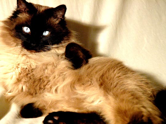  OLGA COLA [Madrid] _ modelo por un día 