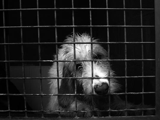  PEIO GARCIA [León] _ mondo cane 