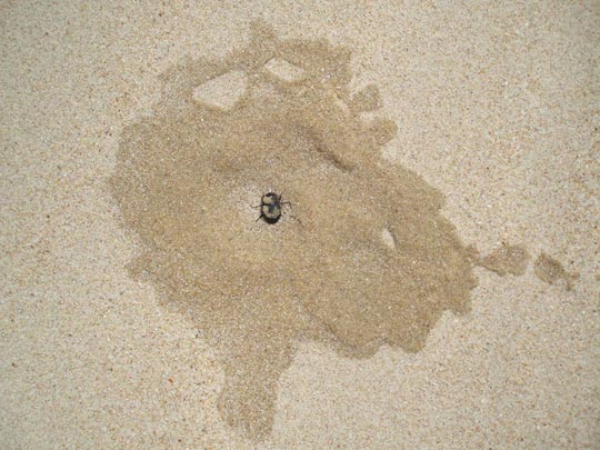  MARTA JIMÉNEZ [Torremolinos-Málaga] _ muerte 