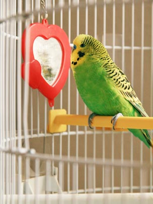  ANA MORALES [Sta. Coloma-Barcelona] _ narciso 