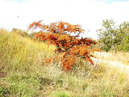  ALBERT BARBARÀ [El Vendrell-Tarragona] _ naturaleza robinada 