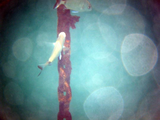  LAIA CASINO [Escaldes-Andorra] _ necesito hierro para las espinas 