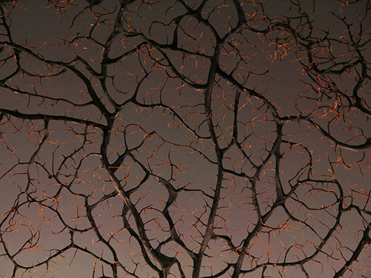  ANA MORALES [Sta. Coloma-Barcelona] _ de los nervios 