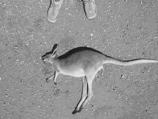  CARLES BLÀZQUEZ [Sydney-Australia] _ no country for old men 