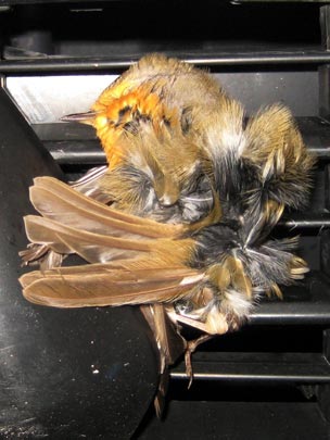  VICENTE LÓPEZ [Elda-Alicante] _ no estamos a salvo 