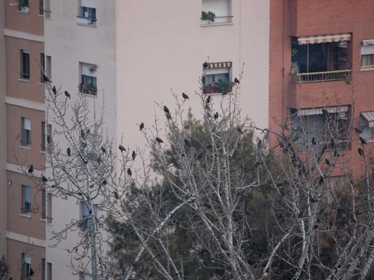  HECTOR ADOLFO AGRAZ [Valencia] _ no estamos a salvo 