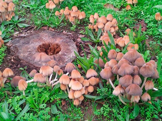  MARC DOMINGO [Sant Cugat del Vallès-Barcelona] _ nos han quitado la sombra 