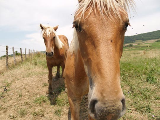  JOSE CARLOS SOTO [Valencia] _ nosotros 