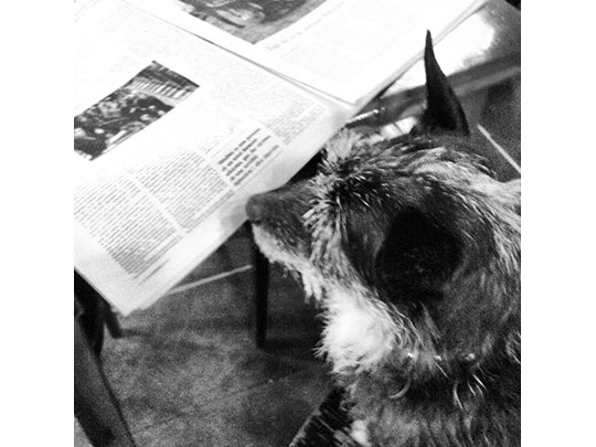  XAVI BALLESTER [Barcelona] _ ni los perros podemos con las noticias 