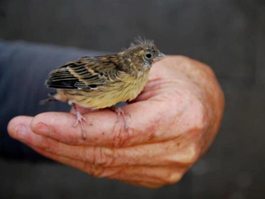  LUIS CAPPELLINI [Las Palmas -Las Palmas] _ nueva vida 