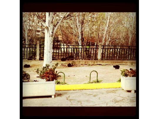  JUAN PONS [Zaragoza] _ nueve gatos negros 